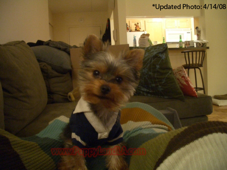 teacup yorkie